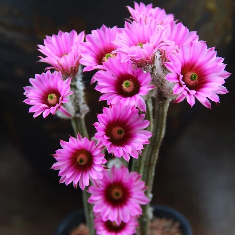 银钮 粉花红花银纽 基地直供 仙人掌进口新品多肉植物绿植盆栽