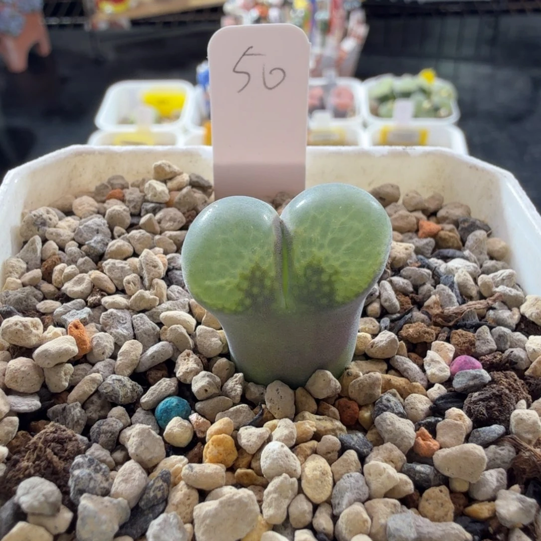 9-19-c3 张彬种源安格