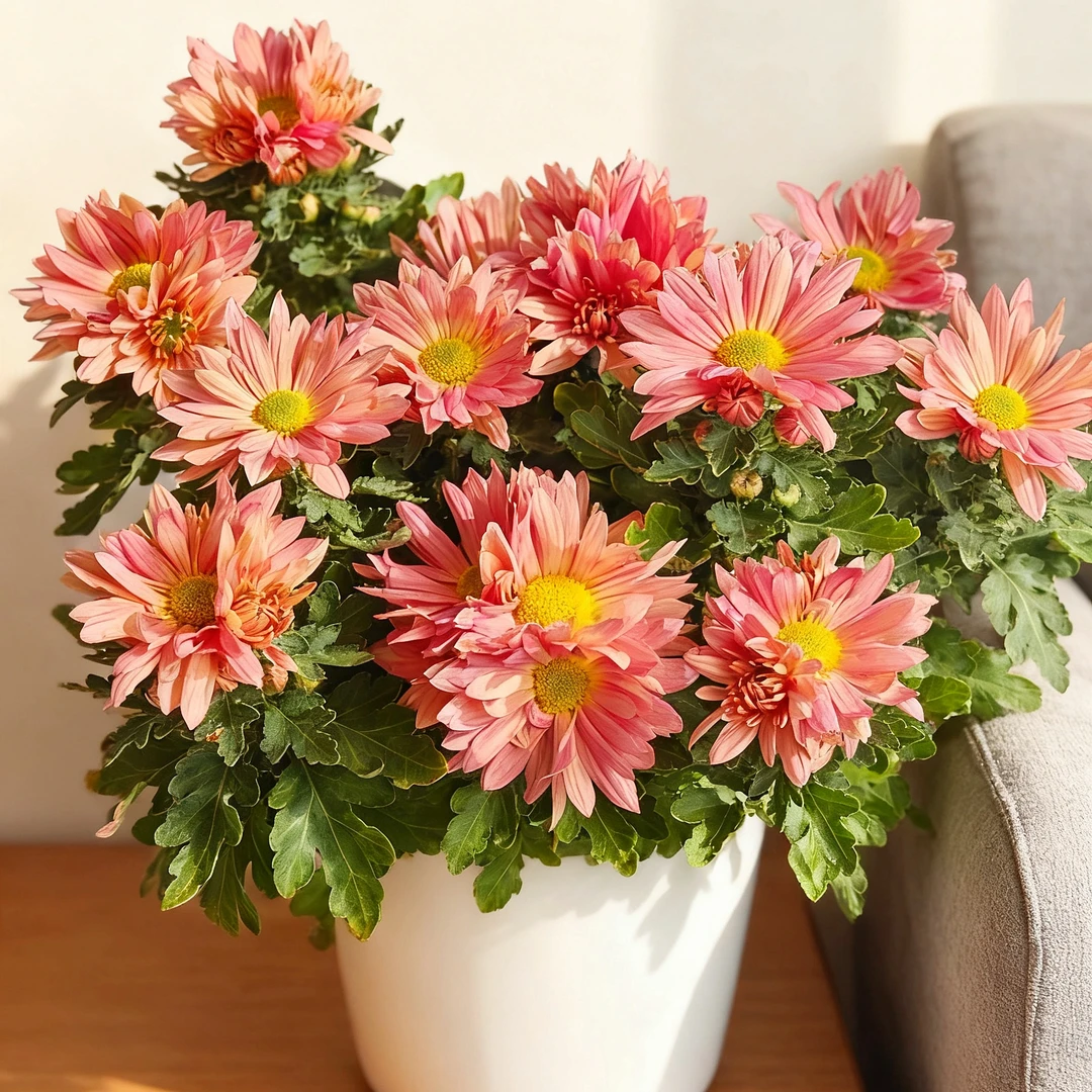 糖果绿心三文鱼菊花盆栽四季开花庭院阳台多年生耐热耐寒