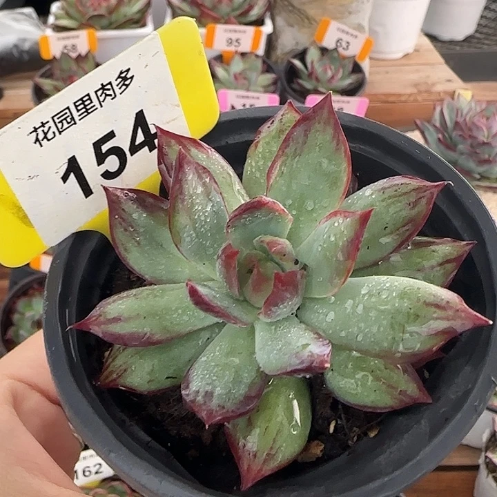 154 惊鸿仙子多肉植物