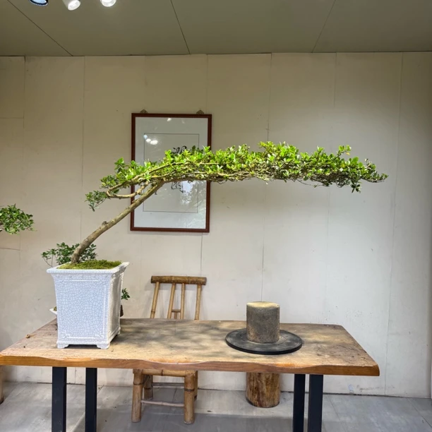 海岛栀子花茶灵动飘溢可作空间意境点缀