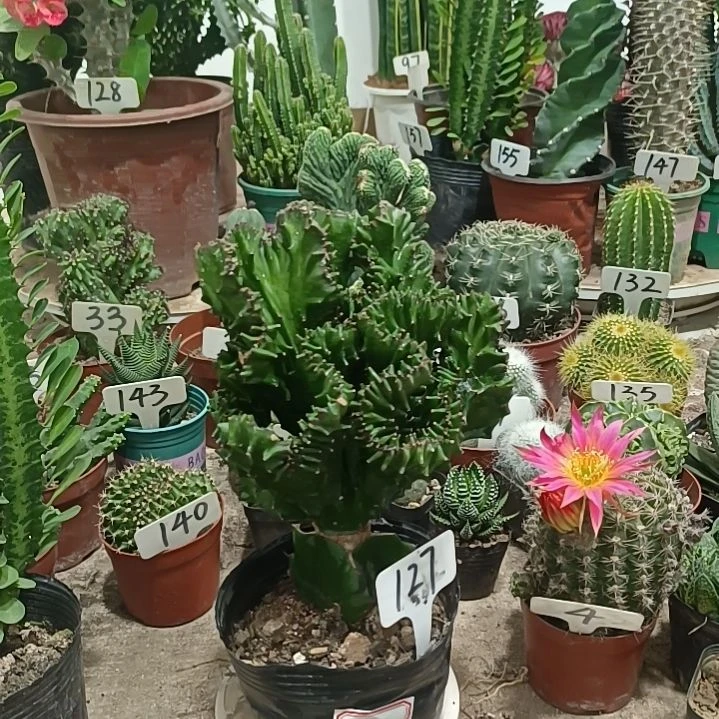 无花朵玉麒麟      18元