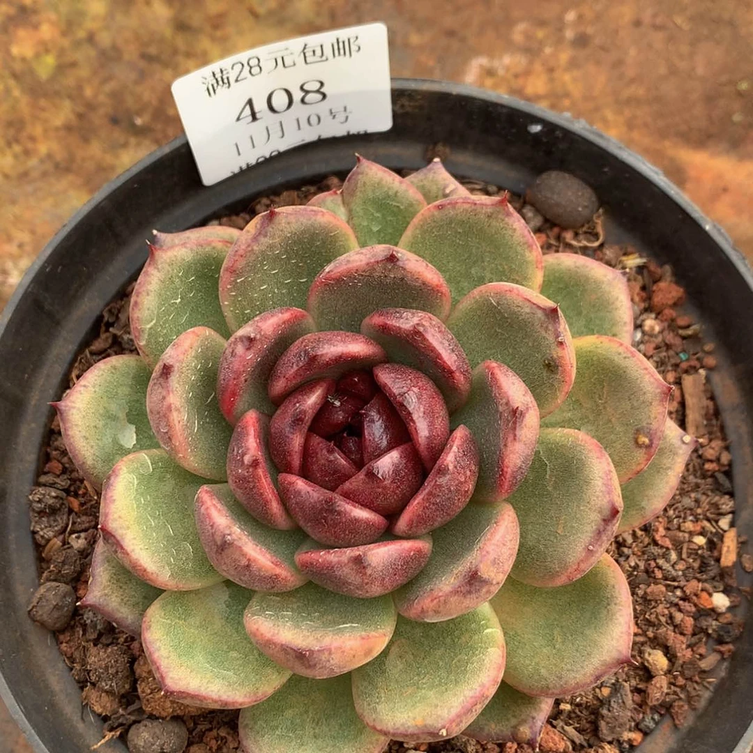 【闪购商品】云408号