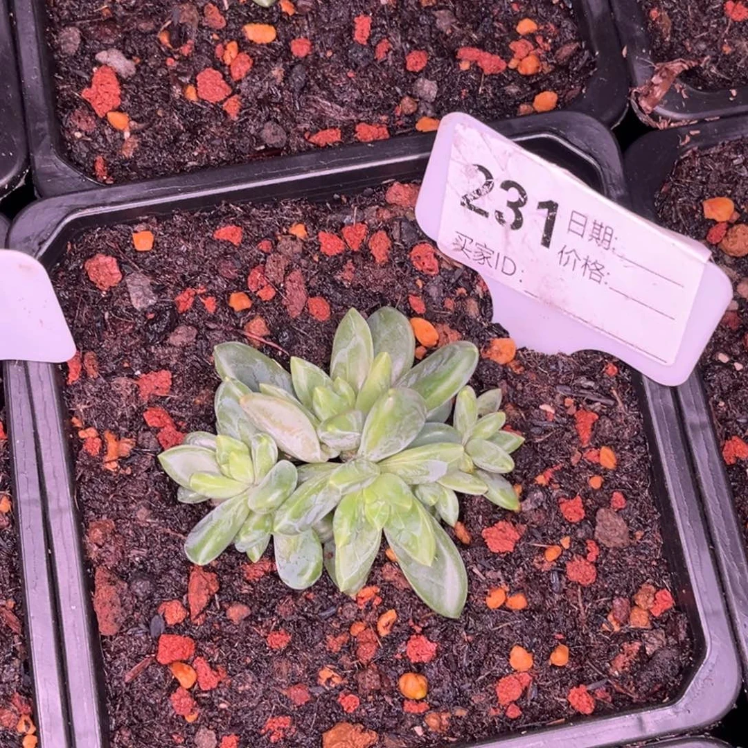 *****美人系多肉植物231