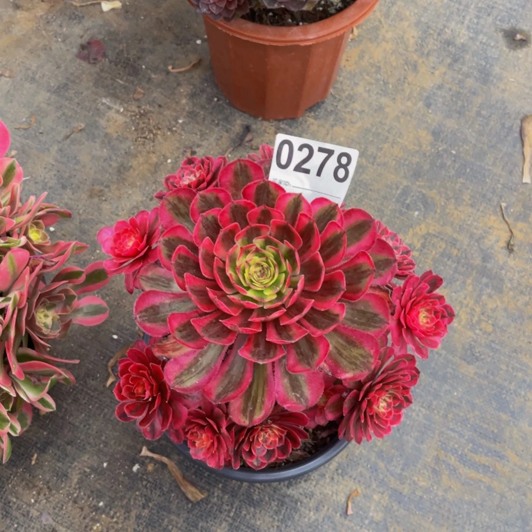 无花朵不大白月光0278