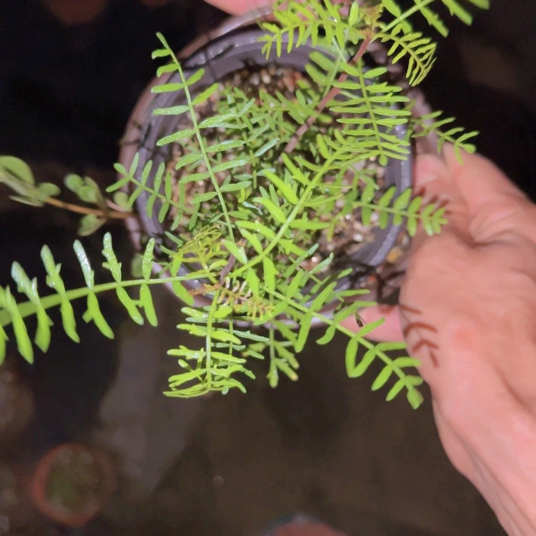 听***香块根植物块根植物
