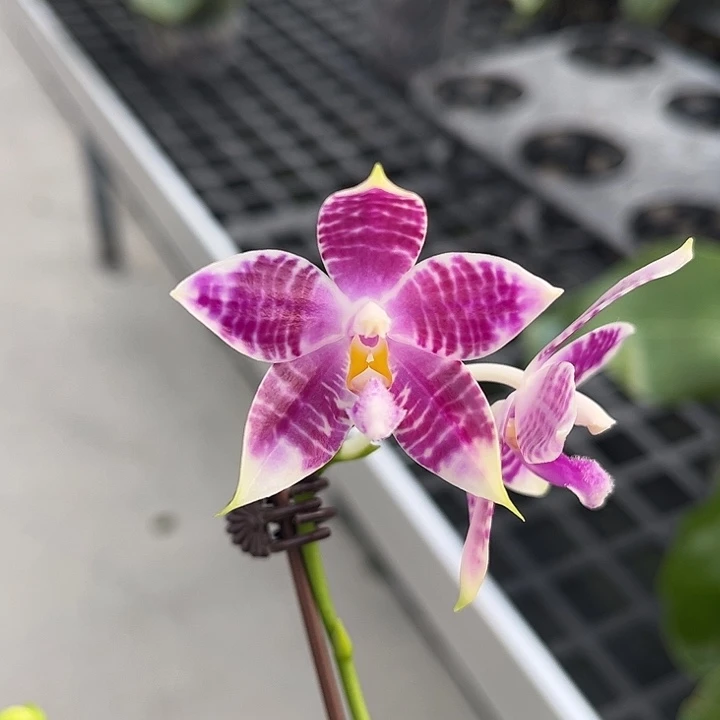 完全开放2.5寸杯BKH2334