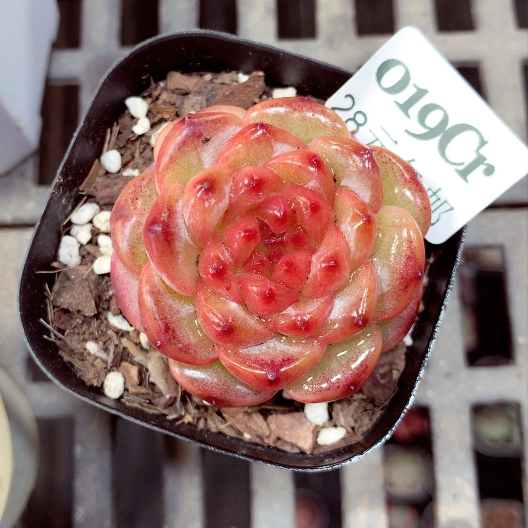 5厘米盆精控多肉019