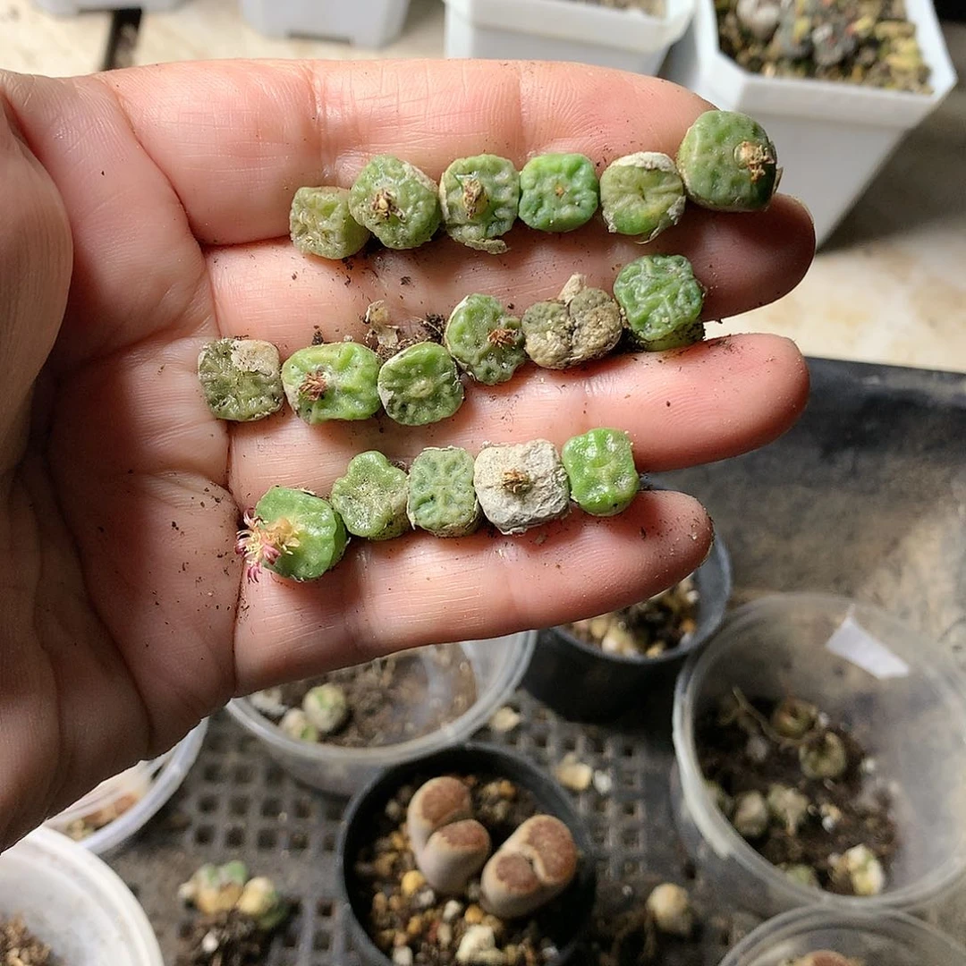 T27多肉植物保护研究所