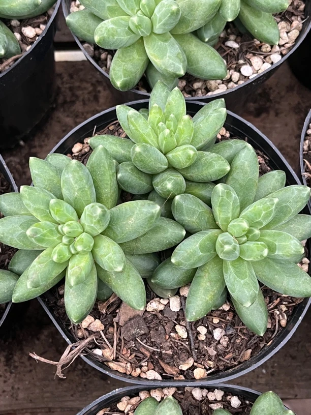 【任意下单即包邮】千代田之松群生10厘米多肉植物，脱土发货