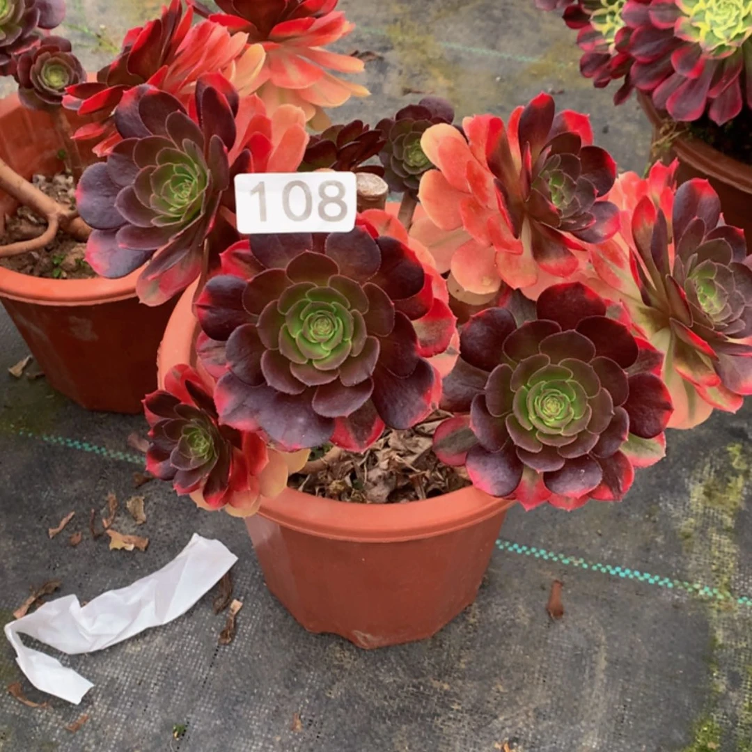 【闪购商品】108雨荷