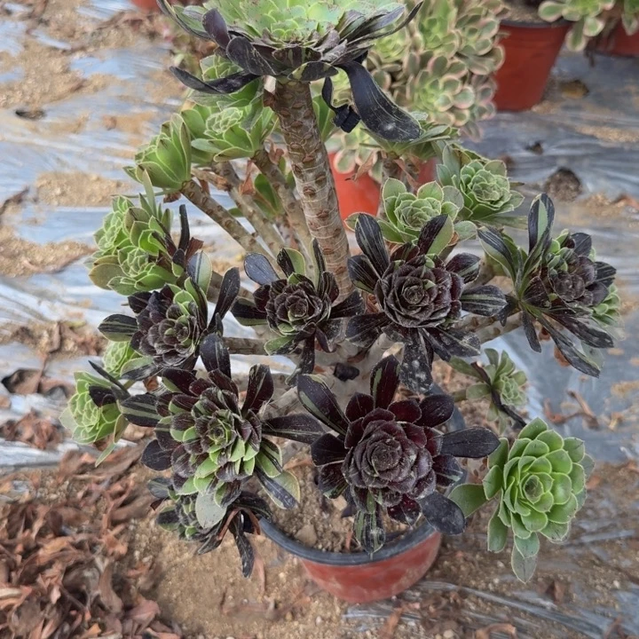 727水墨丹青。多肉植物