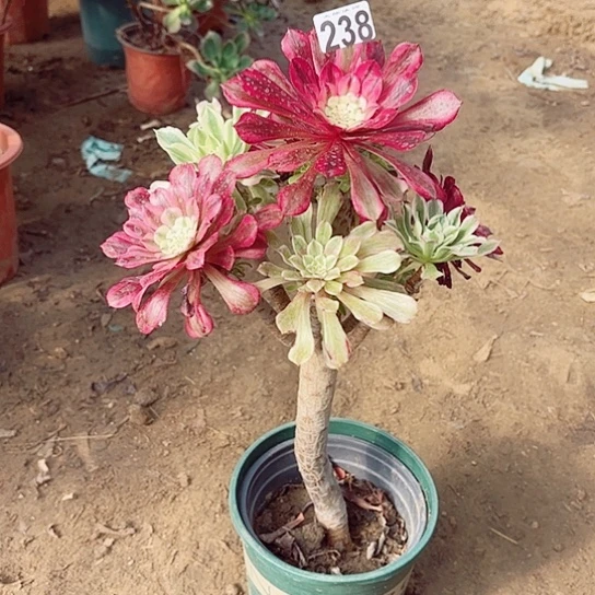 238嫁接老桩法师