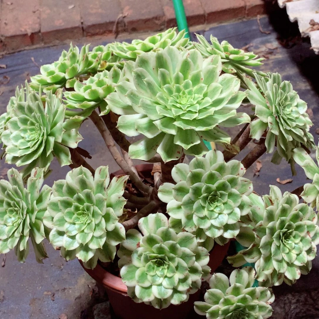 碧浪老桩，多肉植物