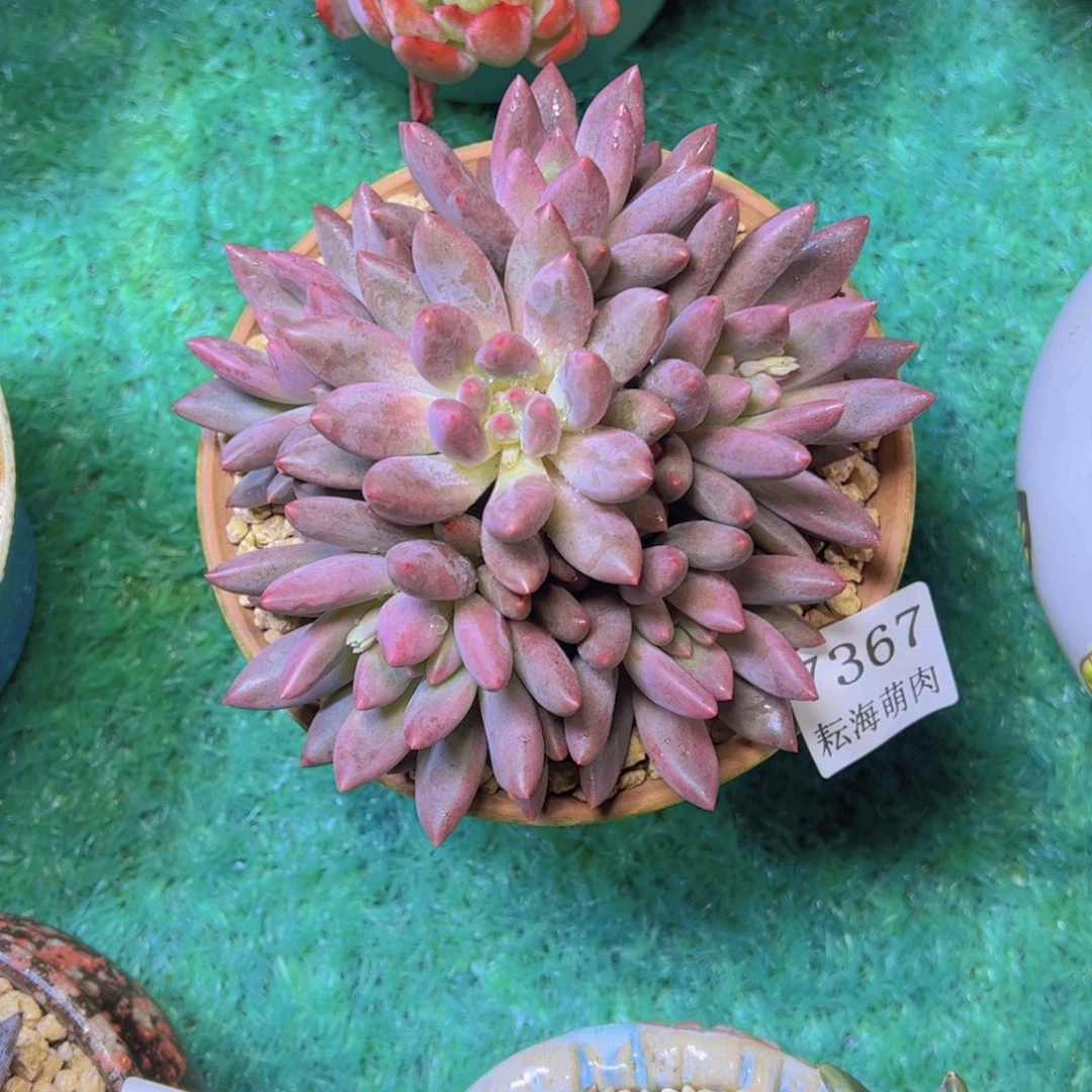 水晶球7367多肉植物