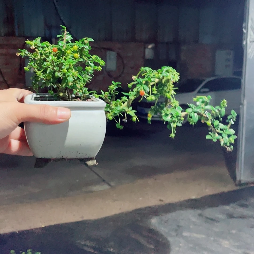 完全开放陶瓷盆福建茶