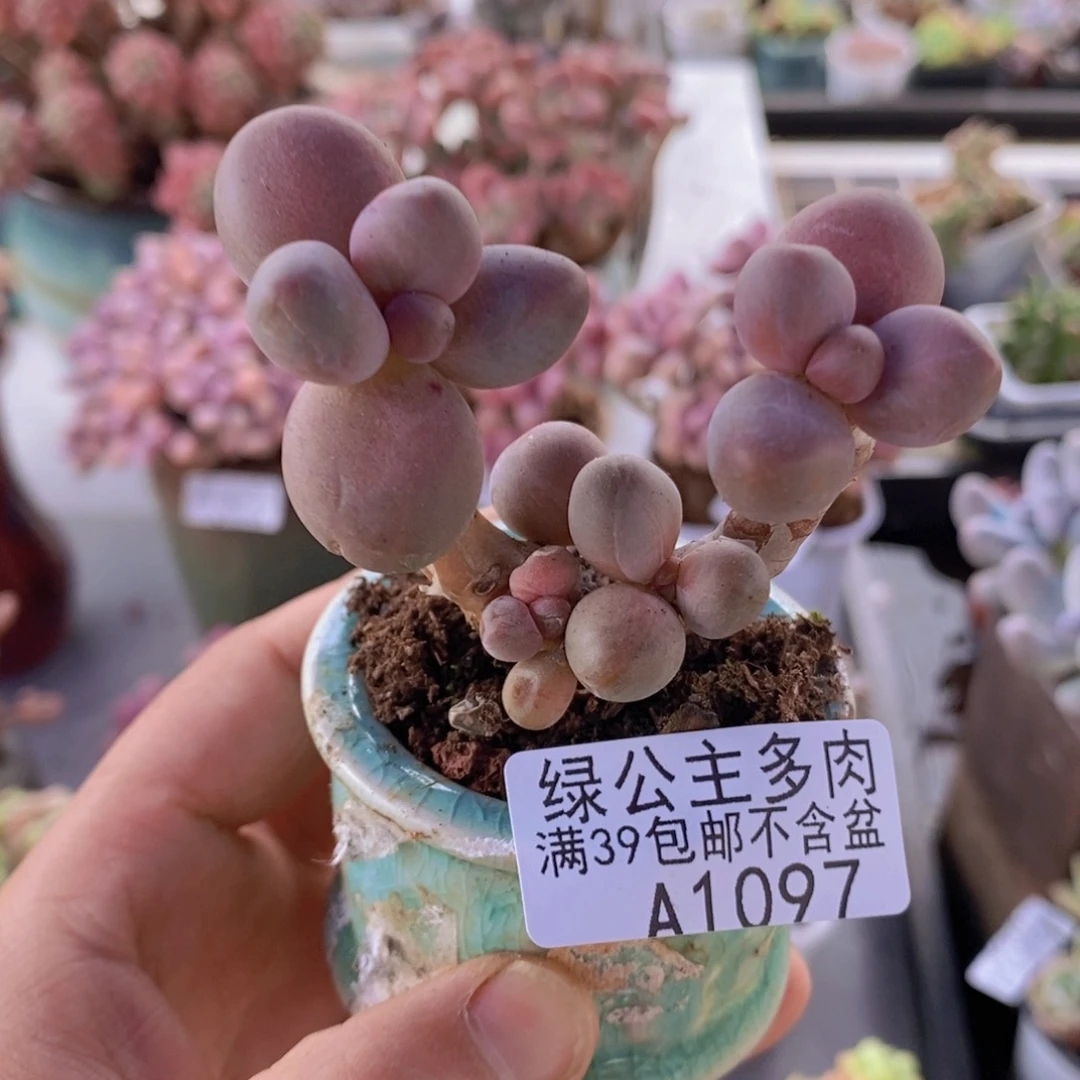 糖果美人老桩6cm1097多肉植物