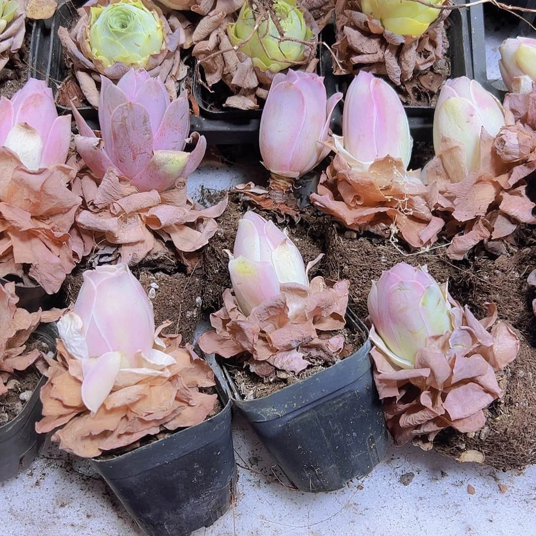 老桩粉桃5个19包邮