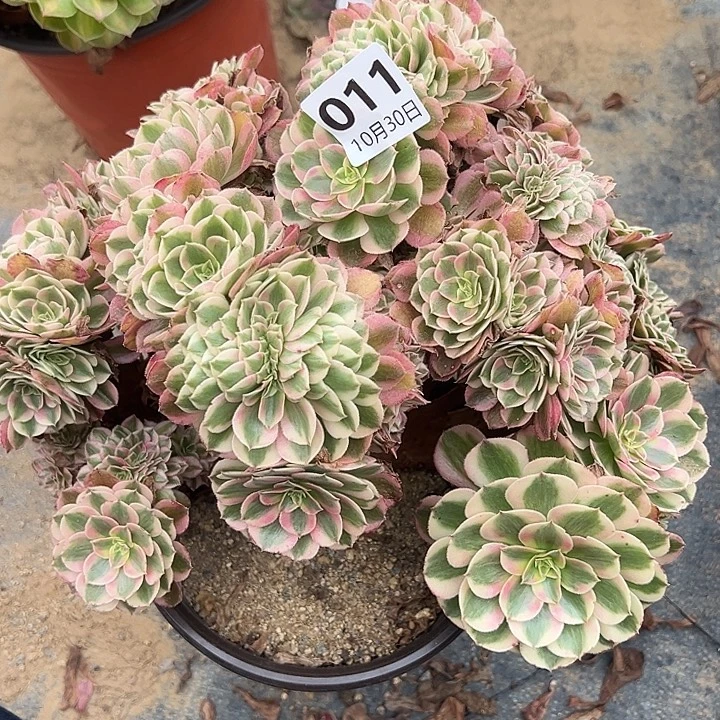 10.30-11荔枝缀多肉植物1