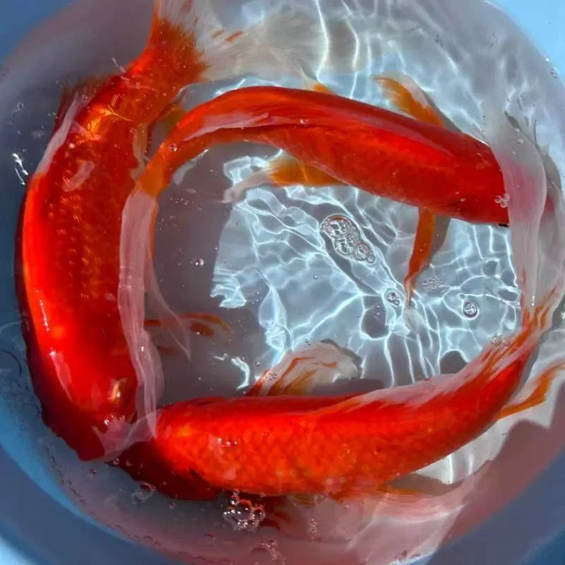 长尾红色大草金冷水鱼【3条】16-19cm 包邮