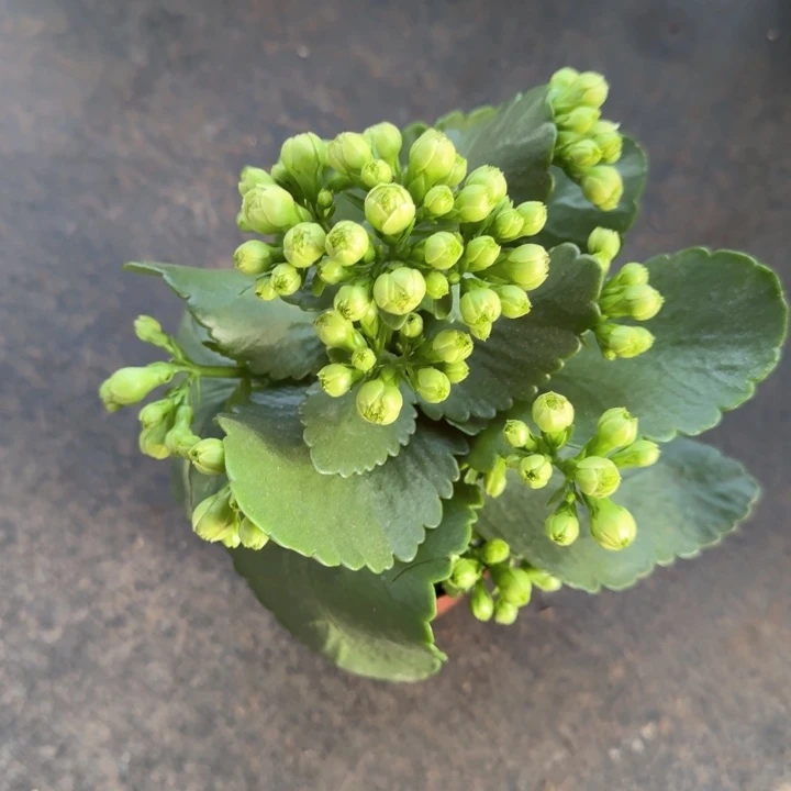 原盆原土｜长寿花绿巴黎