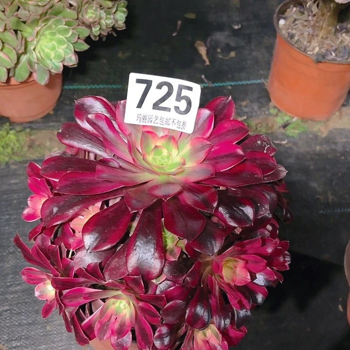 【闪购商品】吾*725美杜莎2-11