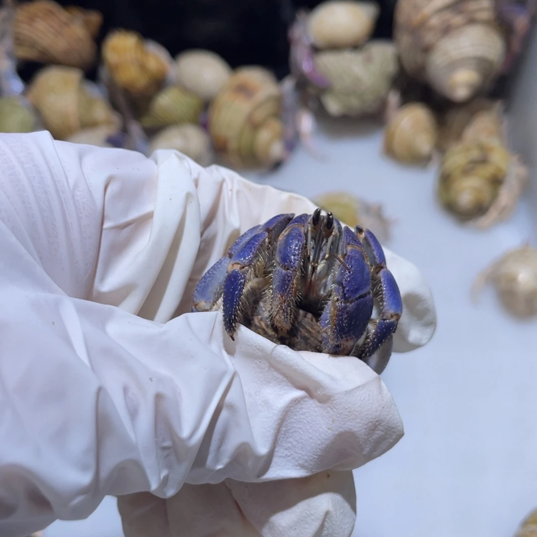 W6 紫陆通体蓝色2.0口