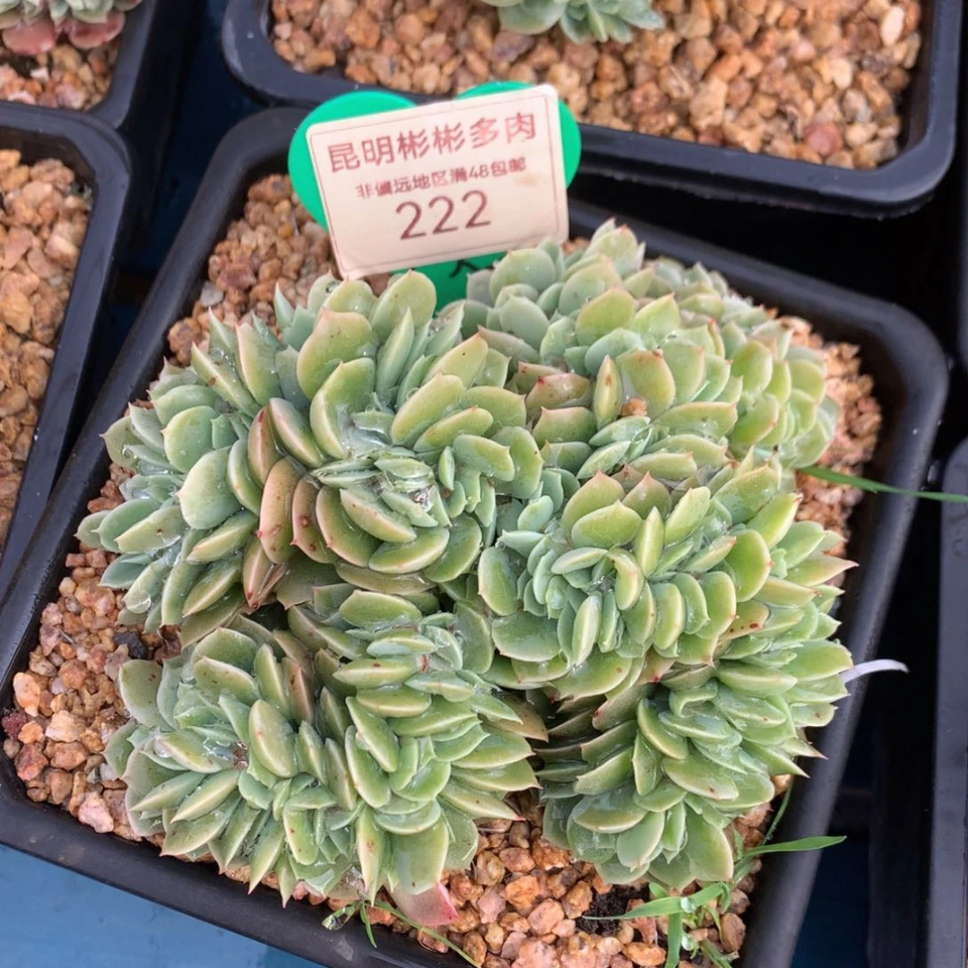 辛娜塔缀化一物一拍222