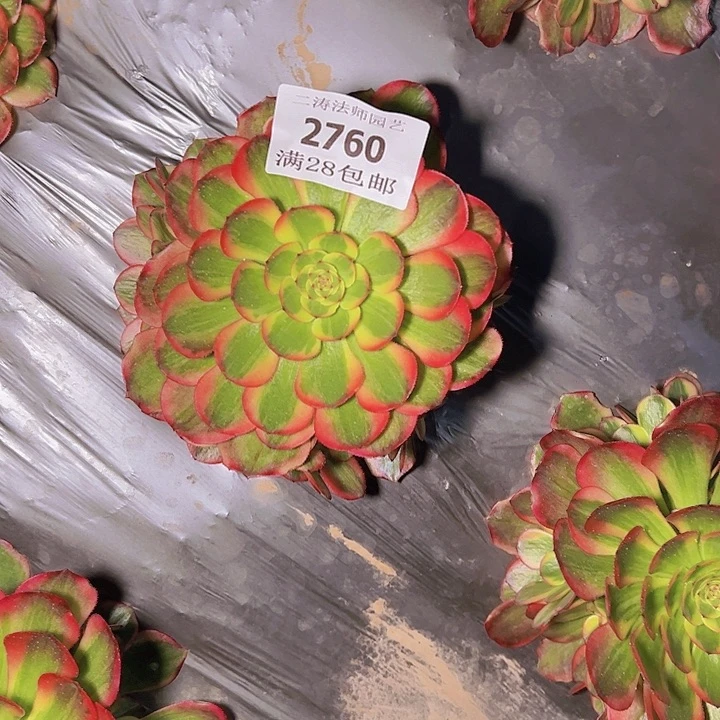 伍*头2760火狐多肉植物2号