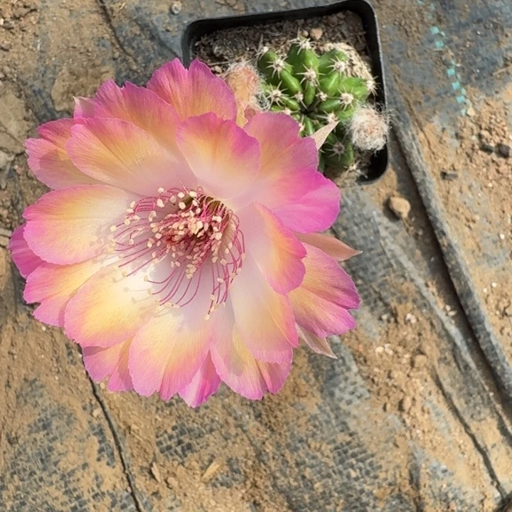 201丽花根掰花脱土发货，20包邮