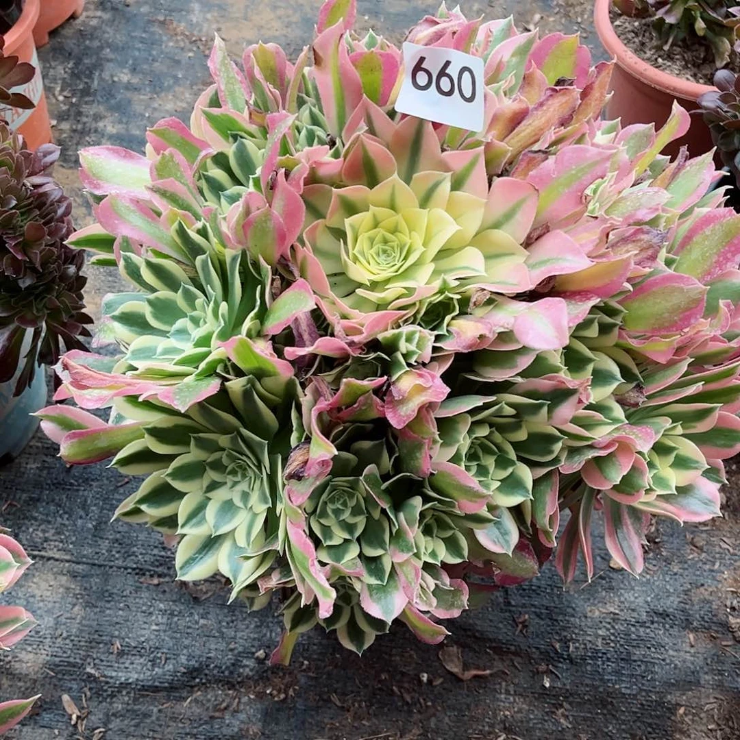 多肉植物白凤660