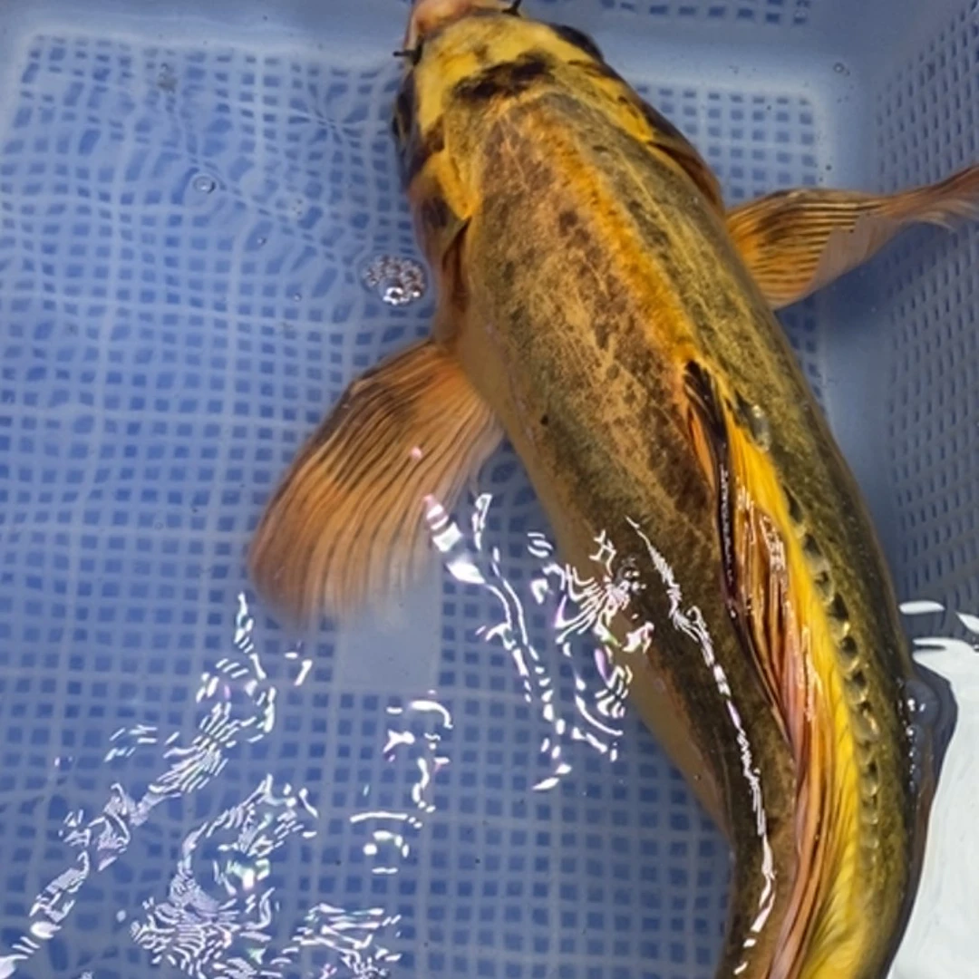 锦鲤锦鲤（无开箱视频不售后）