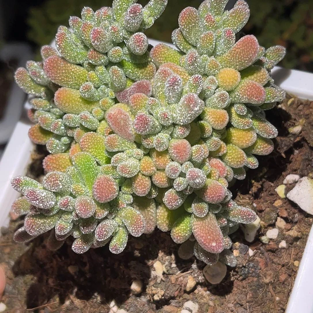 11五彩冰晶优选枝干