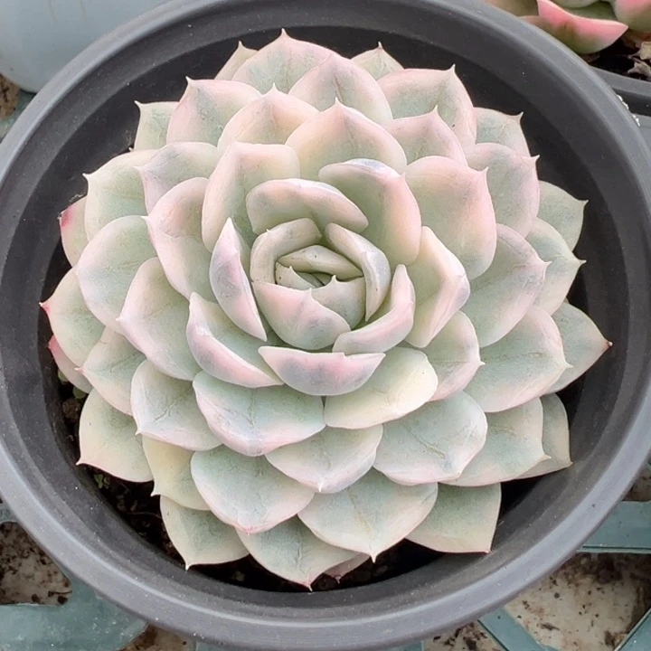 墨西哥雪球锦一物一拍锦龙