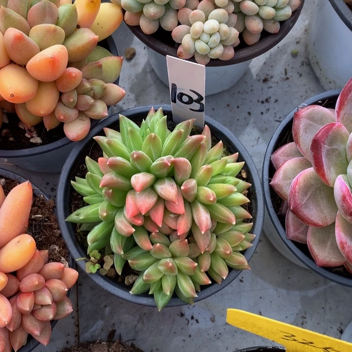 粉兔体系和欧2727278383