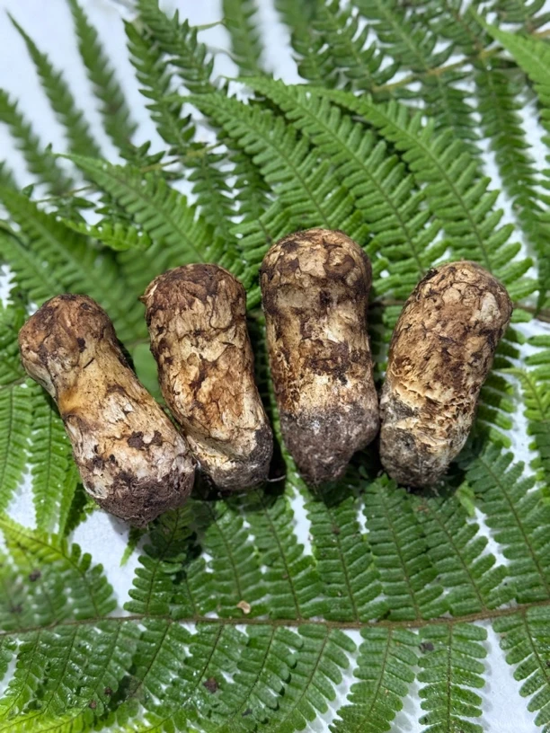 云南新鲜香格里拉小小松茸顺丰包邮