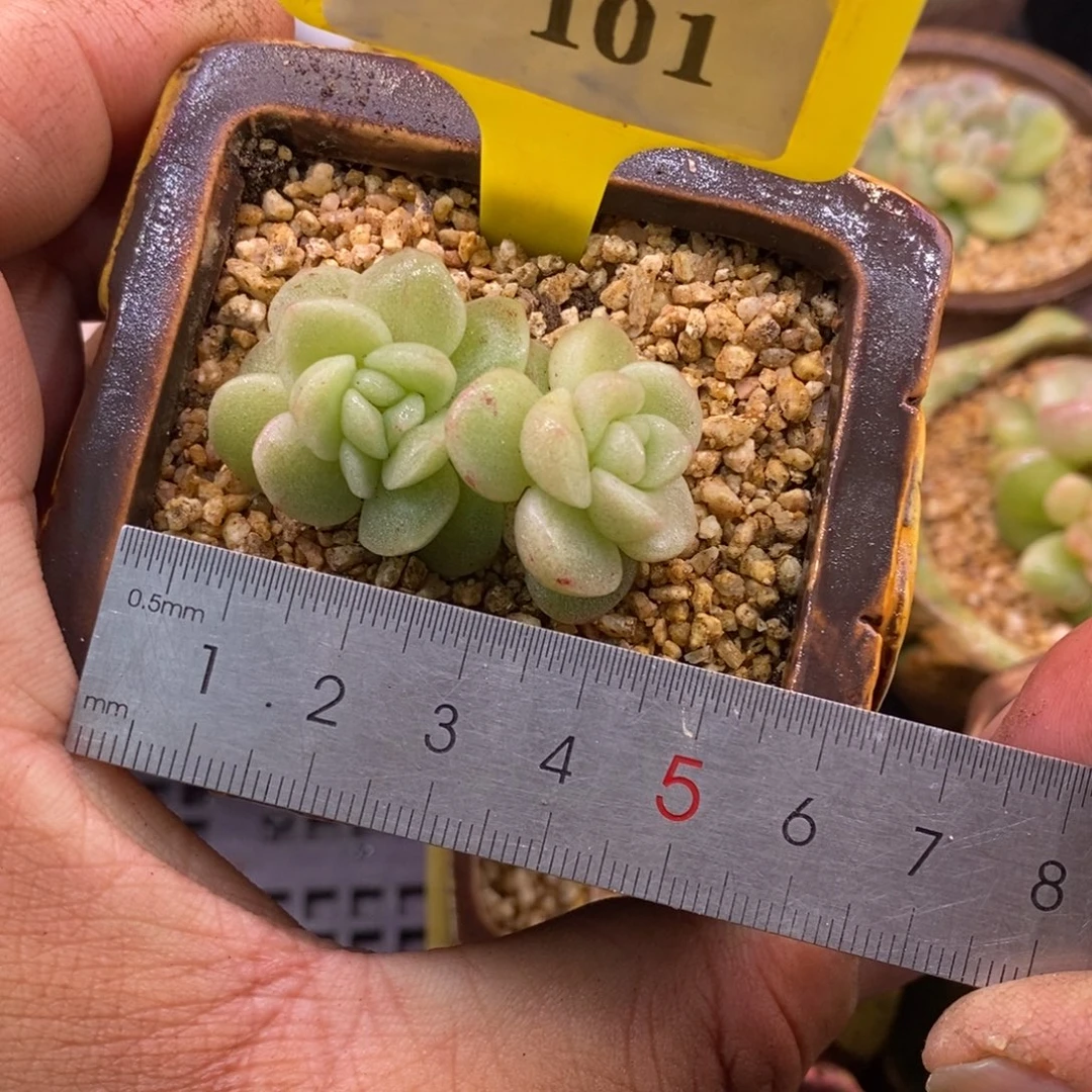 4101冰玉石化朵朵…………