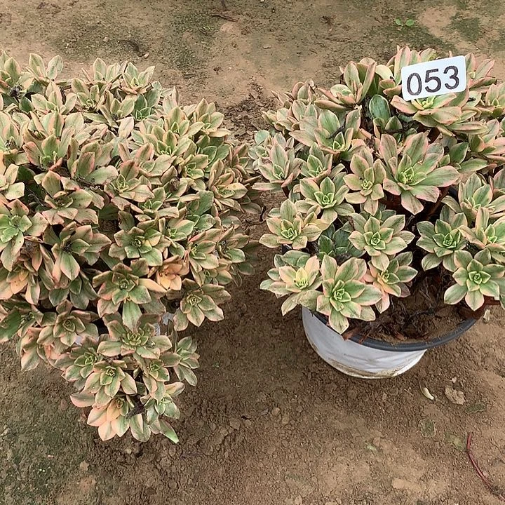 无花朵迷***儿053两颗甜茶多肉