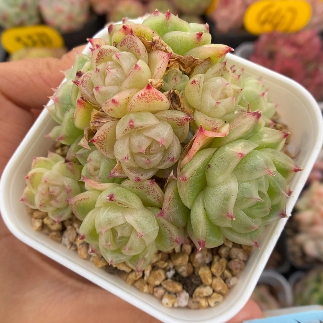 蜜蜡麦秆群生304号。