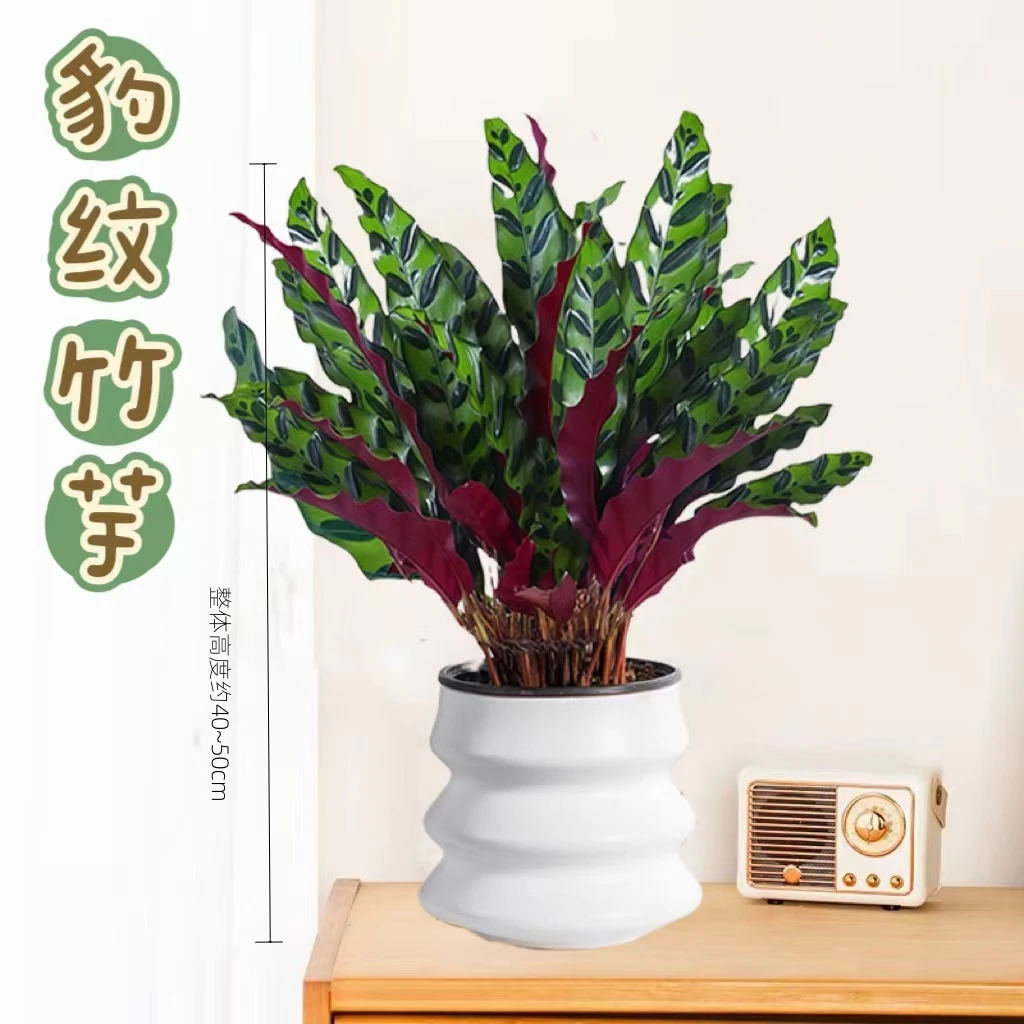 豹纹竹芋室内绿植盆栽观叶植物办公室桌面盆栽空气净化高