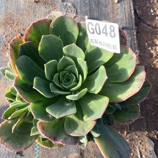 048玉龙观音锦多肉植物