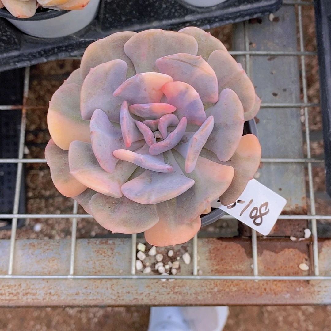 23-108- 雪精灵锦福利一颗 一物一拍