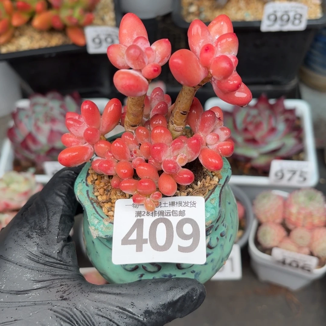 樱花奶整群无盆土发货