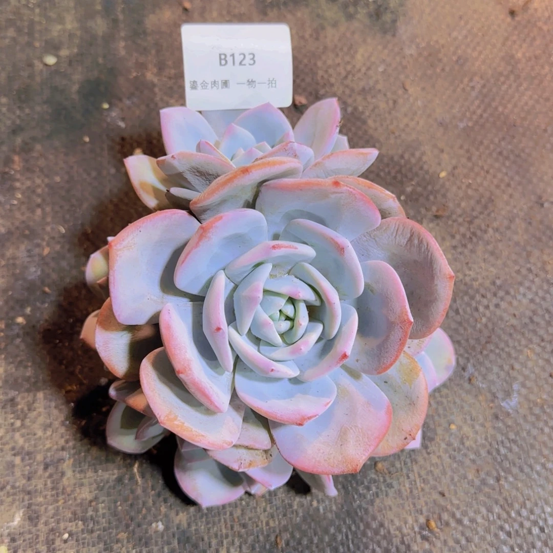 B123老桩5头奶茶