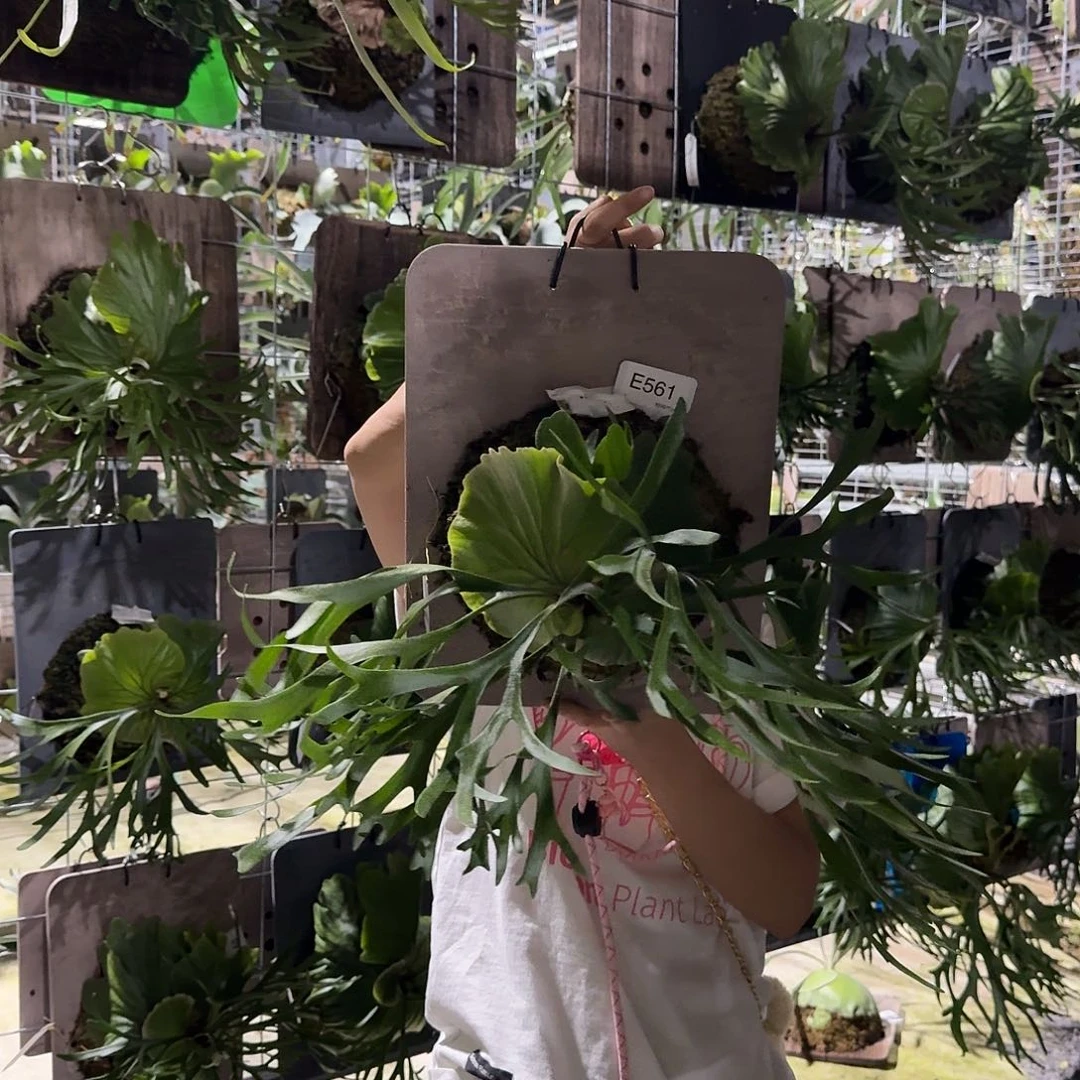 无花朵E561-细叶亚皇