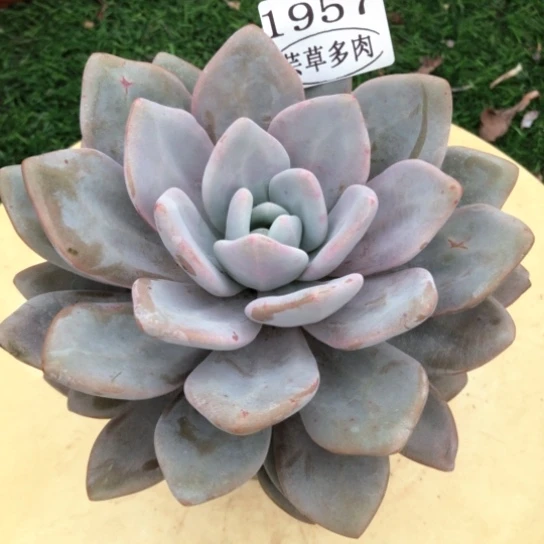 粉兔，1957，一物一拍