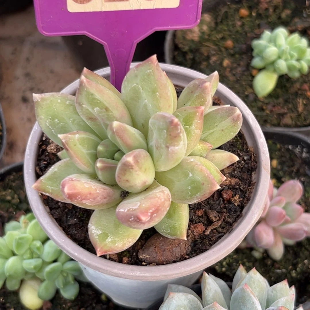墨**星郁金香多肉植物326