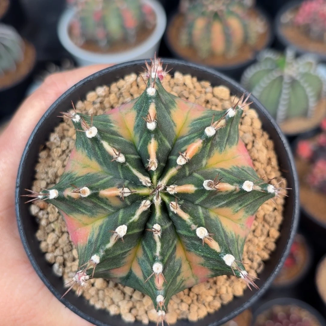 泰系米哈实生仙人球5号