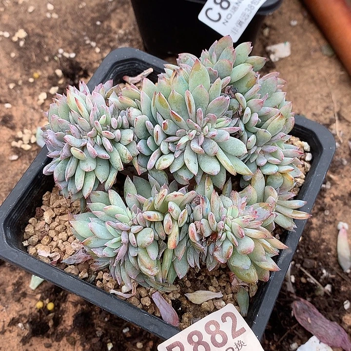 白凤缀化变异 882 满百送可爱玫瑰缀化
