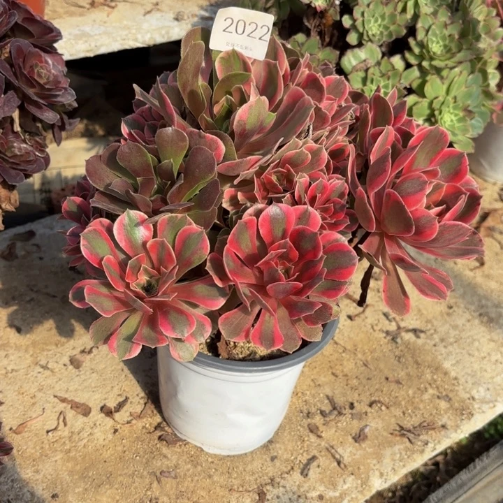 男神多肉处理不包断头2022